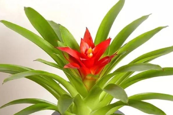 鴻運(yùn)當(dāng)頭花謝了怎么辦