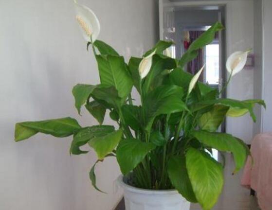 一帆風(fēng)順能澆淘米水嗎，做好這三點(diǎn)使盆土更加肥沃(能澆)