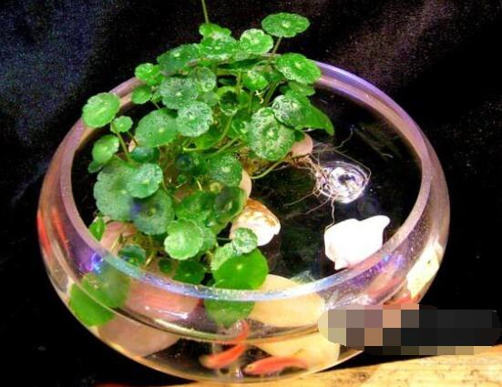 銅錢草水培怎么固定根，，擇一些小花石置于水瓶底部(美觀固定)