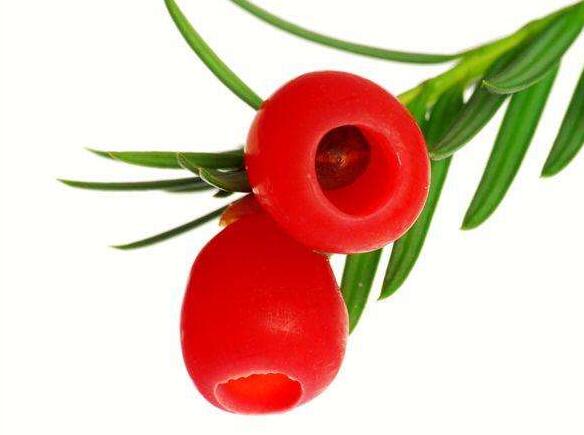 家里紅豆杉的風(fēng)水禁忌，五行多木的人不適合養(yǎng)殖