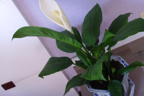 一帆風(fēng)順只長(zhǎng)葉不開花