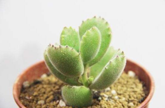 熊童子用什么土，腐葉土、園土、沙土最為合適