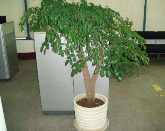 幸福樹(shù)的養(yǎng)殖方法，老農(nóng)教你八大基本養(yǎng)殖方法