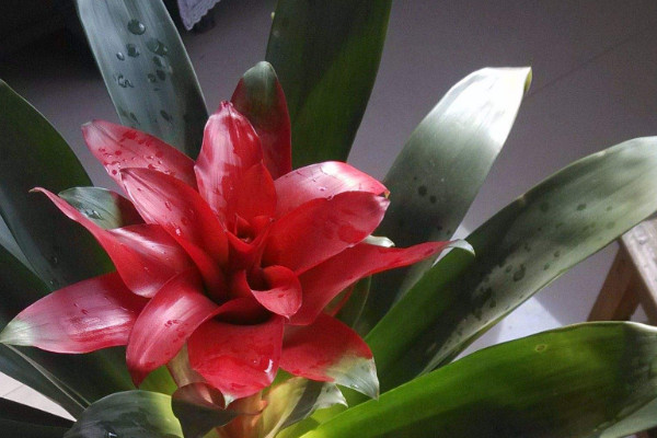 鴻運當(dāng)頭用什么土養(yǎng)殖