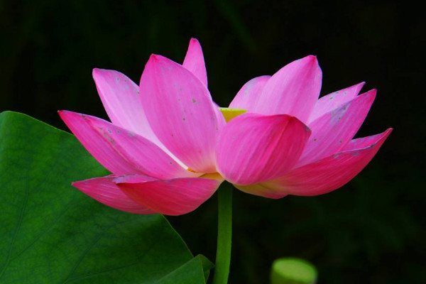 荷花什么時候種