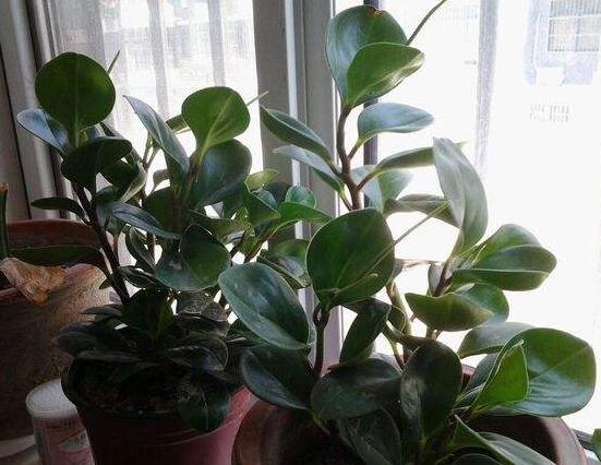 碧玉花怎么修剪，五個基本步驟修剪更加美觀