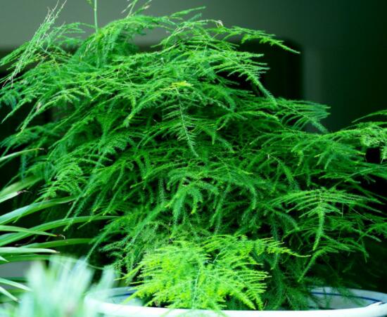 文竹肥料有哪些，餅肥、無(wú)機(jī)復(fù)合肥、液肥為主(枝繁葉茂)