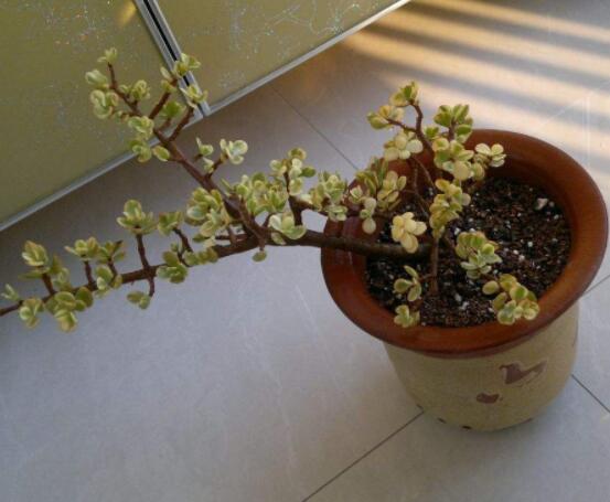 雅樂之舞適合什么花盆，陶盆、紫砂盆、泥瓦盆最為合適