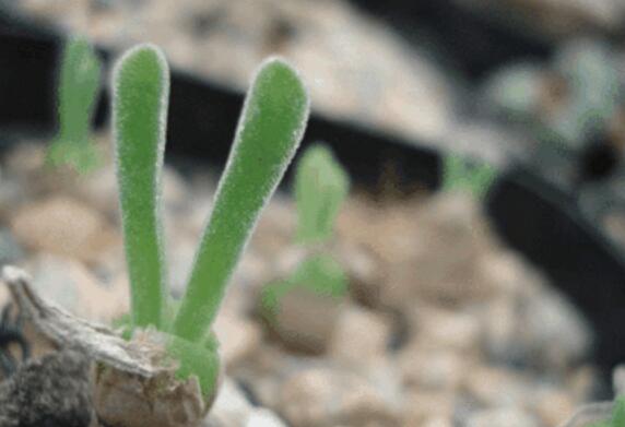 小碧光環(huán)可以移盆嗎，要選擇適宜的時(shí)間移栽