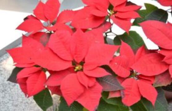 一品紅冬季怎么養(yǎng)，做好五個(gè)要點(diǎn)便可安然過(guò)冬