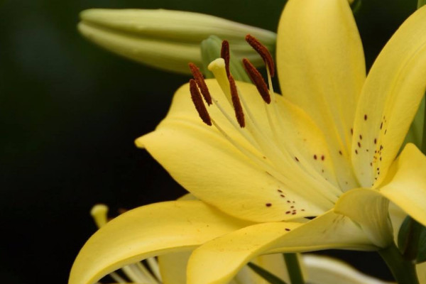 百合地栽冬天會(huì)凍死嗎