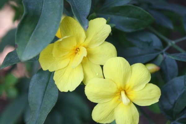 迎春花光長(zhǎng)葉不開(kāi)花怎么辦