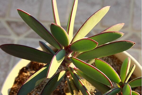 玉樹與燕子掌的區(qū)別，最直觀區(qū)別方法（紅邊的是燕子掌）