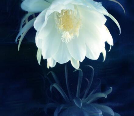 曇花象征著什么意思，稍縱即逝的永恒