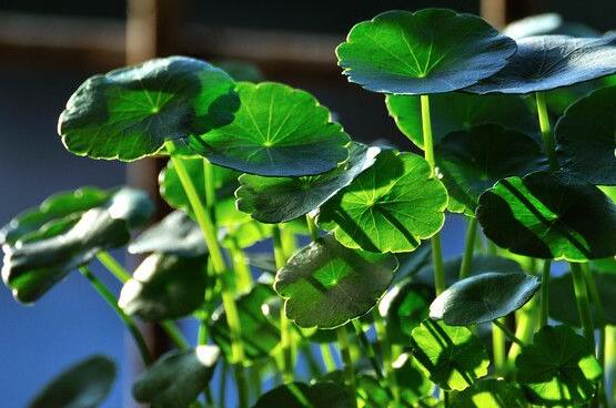 銅錢草放哪里招財，教你四個擺放最佳位置