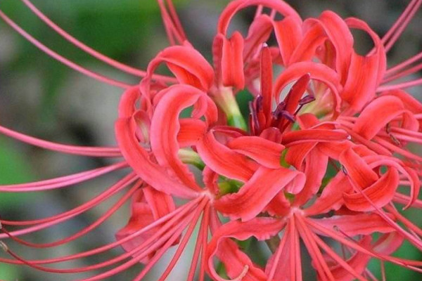 彼岸花能在樓頂養(yǎng)嗎