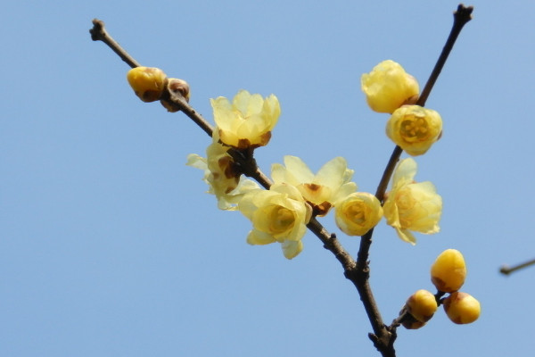 盆栽臘梅好養(yǎng)嗎