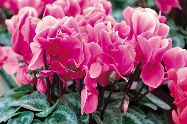 仙客來(lái)喜陰還是喜陽(yáng)