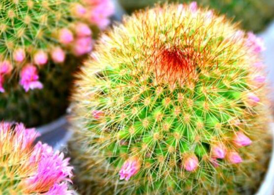 仙人球花語象征與寓意，堅強、溫暖、柔弱、孤獨