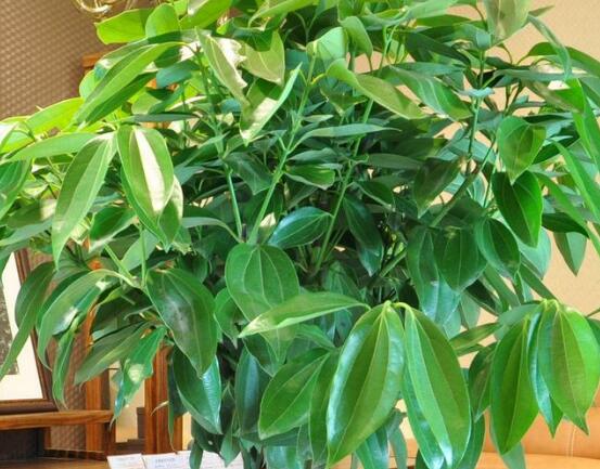 平安樹怎么修剪，平安樹的修剪方法和技巧