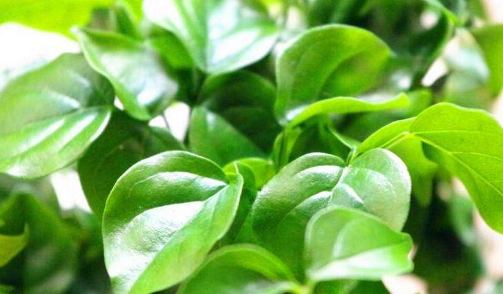 幸福樹的養(yǎng)護(hù)，栽種土壤和水份的施加都要注意