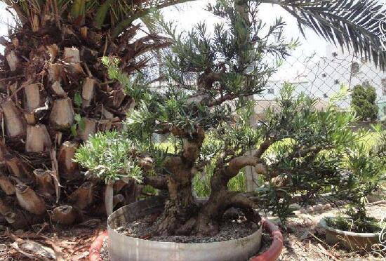 羅漢松果的功效與作用，羅漢松果的五大作用