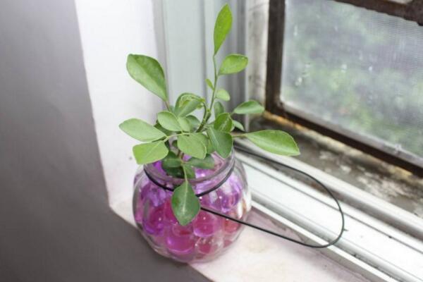 水培九里香的養(yǎng)殖方法，九里香水培養(yǎng)殖5大要點(diǎn)