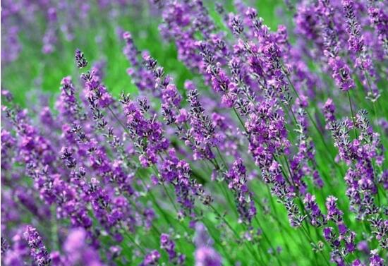 薰衣草花語和寓意，愛情的等待、堅定永恒的真愛