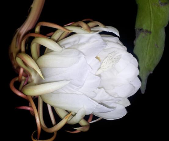 家里養(yǎng)曇花吉利嗎，好運來臨、驚喜不斷(吉祥如意)