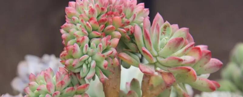如何養(yǎng)多肉的技巧