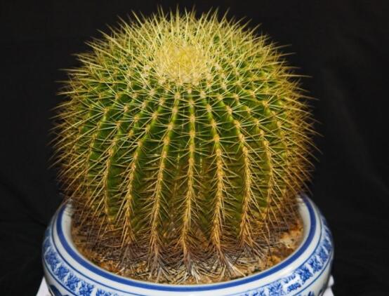 仙人球用什么肥料，鉀、磷肥為主，氮肥為輔