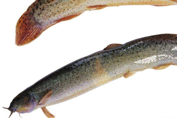 野生泥鰍和養(yǎng)殖泥鰍怎么區(qū)分