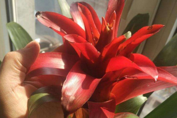 鴻運當(dāng)頭花變黑發(fā)霉了怎么辦