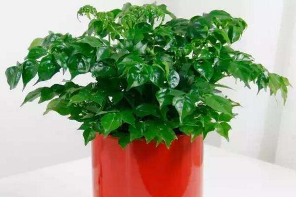 幸福樹的圖片，品種以及價值介紹