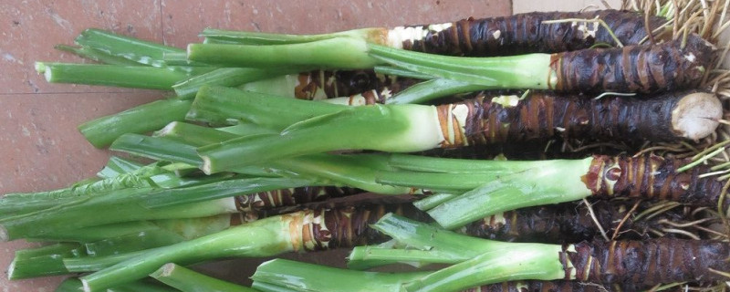 滴水觀音沒(méi)有根能活嗎