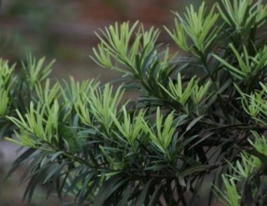 羅漢松什么品種最好，盤點(diǎn)最珍貴且珍稀四種品種