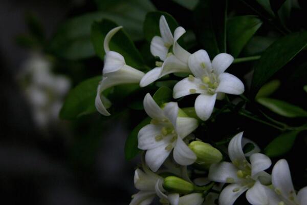 九里香種子種植方法，種植之后的養(yǎng)護(hù)非常關(guān)鍵