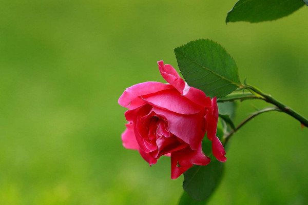 月季怕曬太陽嗎