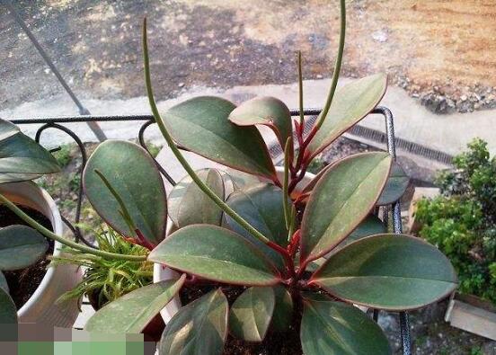 紫邊碧玉的養(yǎng)殖方法，老農(nóng)總結(jié)的七個基本方法