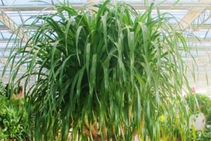 龍血樹葉子下垂怎么辦，可補充光照或控制澆水