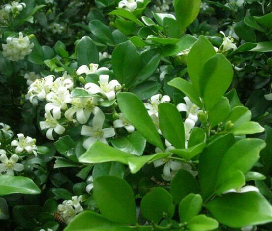 九里香的養(yǎng)殖方法和注意事項，老農總結出七大養(yǎng)殖基本方法