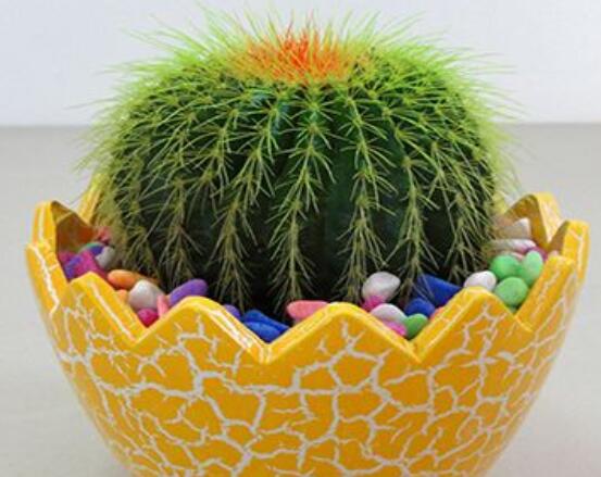 仙人球爛了怎么辦，及時修剪爛根、消毒/保持通風(fēng)透氣