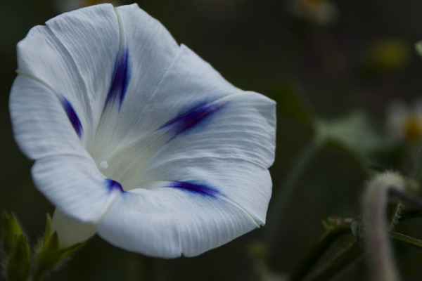 牽?；ǘ煸谑彝飧軆鏊绬? src="/nongchan/d/file/20201223/p21eetc04ub.jpg" / data-fsLW="fIWAhL"></p>
<p data-sACK="hkVeLq">
	牽?；ㄔa(chǎn)于氣候溫暖的南美洲，喜歡光照充足，溫度適宜的生長環(huán)境，耐寒性比較差，如果是冬季比較嚴(yán)寒的地區(qū)，室外越冬可能會導(dǎo)致植物根系停止生長，長期處在低溫下可能會導(dǎo)致植物死亡，要保持溫度在四到十?dāng)z氏度。</p>
<p data-9VKY="RkIekD">
	<strong data-JYs9="51w35Q">2、 通風(fēng)光照</strong></p>
<p data-x9XM="SAwcAY">
	<img alt=