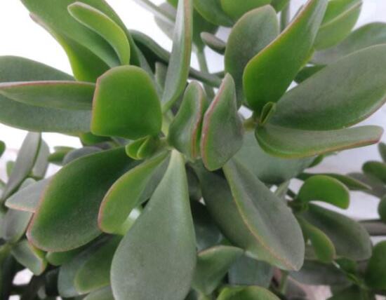 盆栽燕子掌的養(yǎng)殖方法，教你八大基本方法可生長(zhǎng)的青翠碧綠