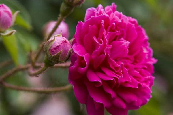 薔薇花能在室內(nèi)養(yǎng)嗎