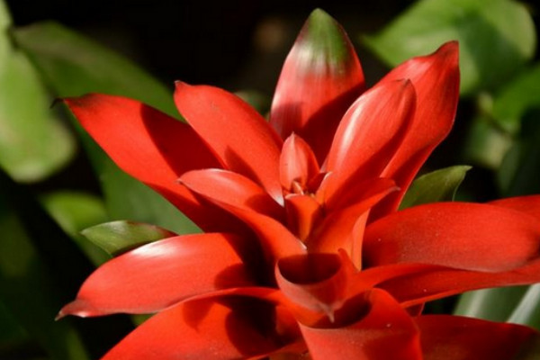 鴻運(yùn)當(dāng)頭卷葉還能活么