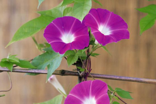 牽?；▽υ袐D有影響嗎