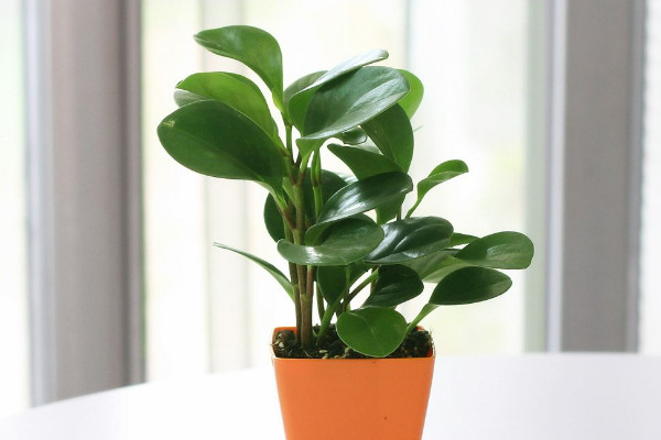 碧玉長(zhǎng)出來(lái)穗怎么辦