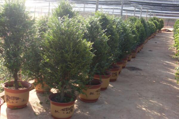 紅豆杉的花語和傳說，花語高傲、傳說凄涼