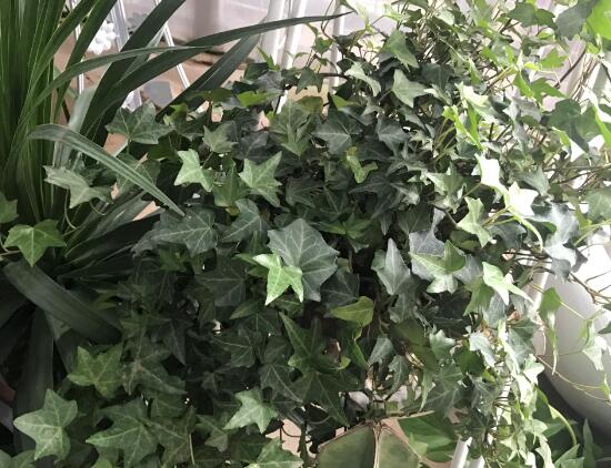 常春藤怎么養(yǎng)長得快，常春藤的養(yǎng)殖方法